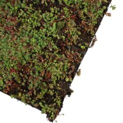 Sedummat | Per 10 M2 | Per 10 M2