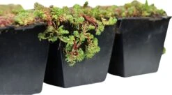 Sedumcassette | Per 10 Stuks | 48x48cm | 10 Stuks | 40x60cm