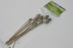 Down2Earth – Hamsterscaping & Knaagsnack – Papaver