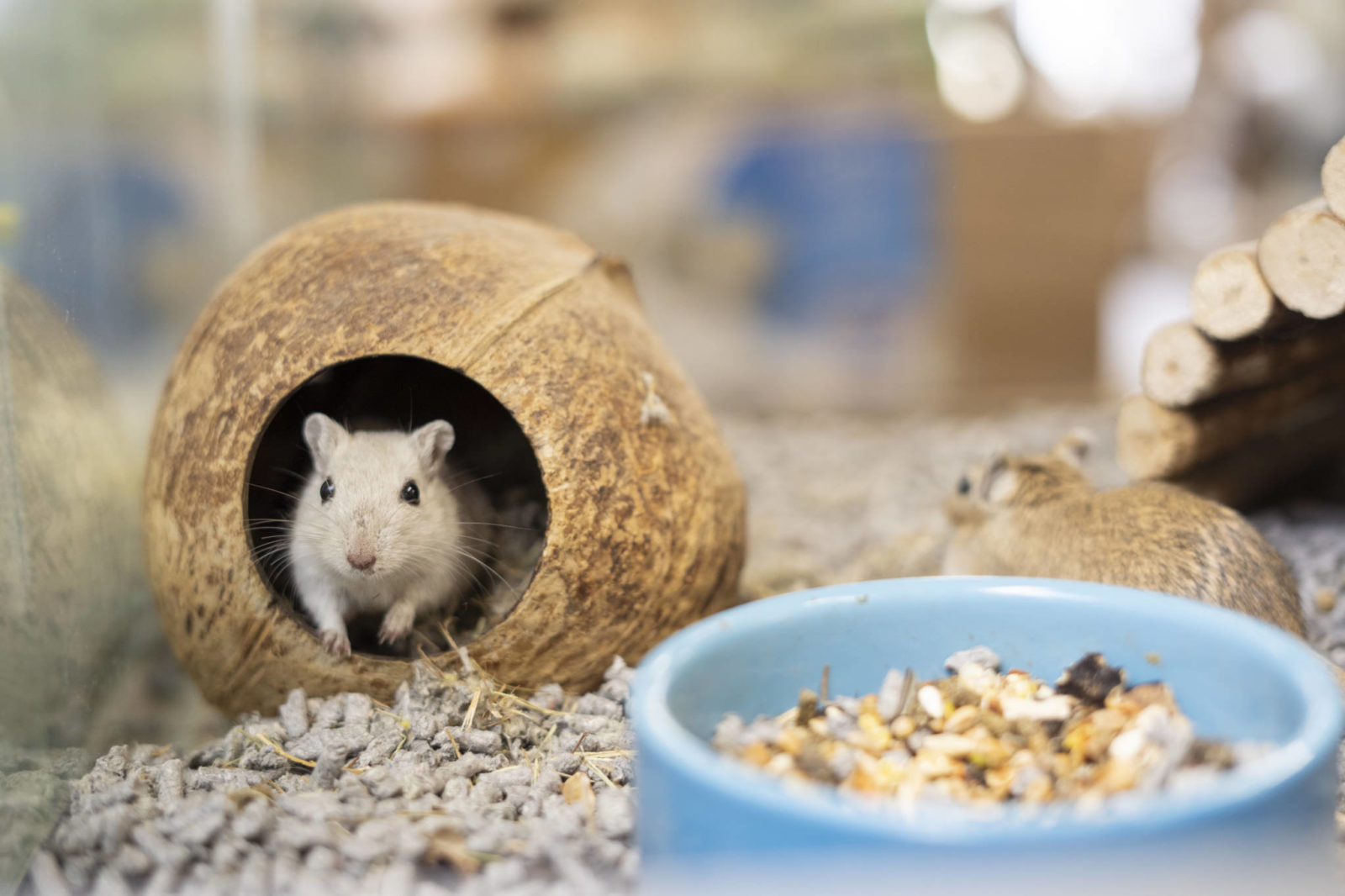 Trixie Duvo Winkel -Trixie Duvo Winkel Garvo 154 1600x1066 1