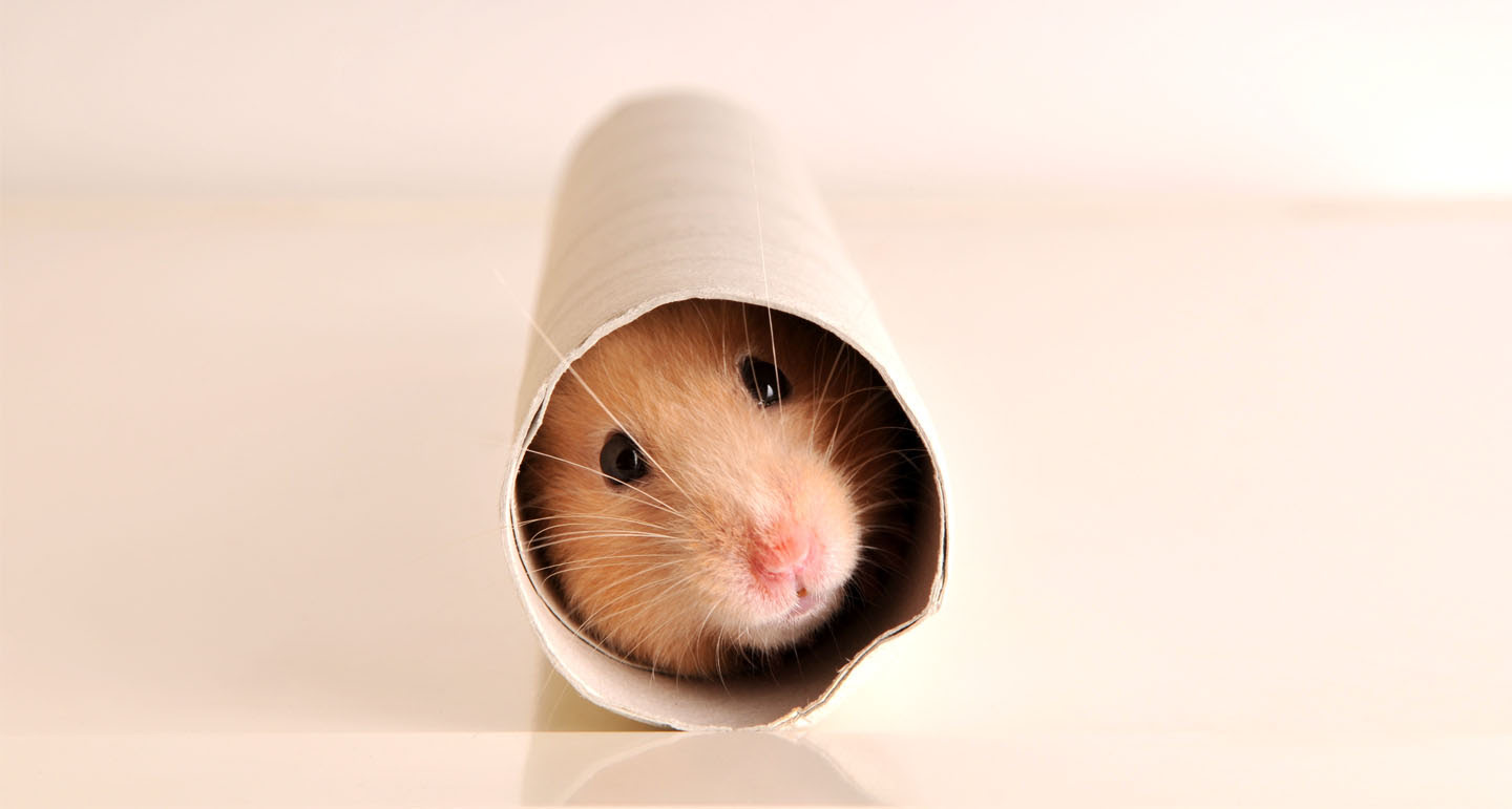 Trixie Duvo Winkel -Trixie Duvo Winkel Template advies speelgoed