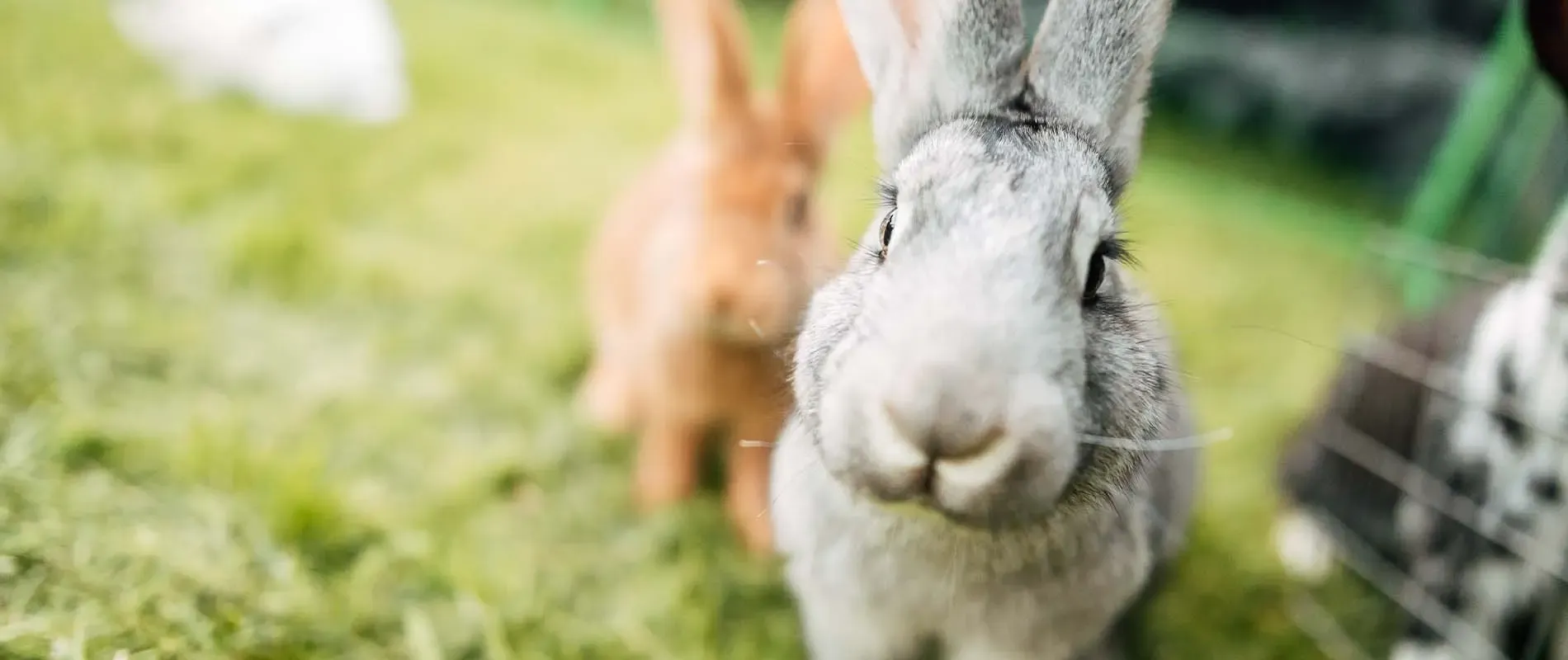 Trixie Duvo Winkel -Trixie Duvo Winkel gewicht konijn 1900x800 1